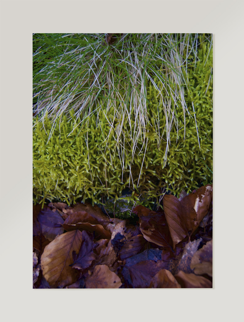 Fotografía colección textura et natura