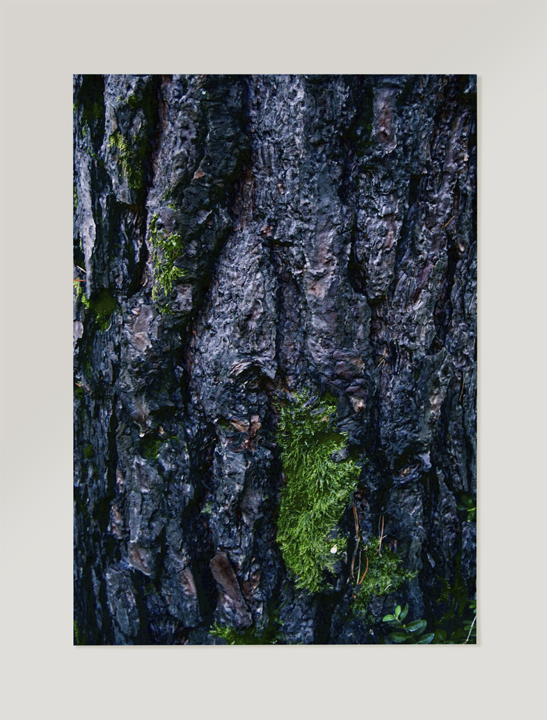 Fotografía colección textura et natura