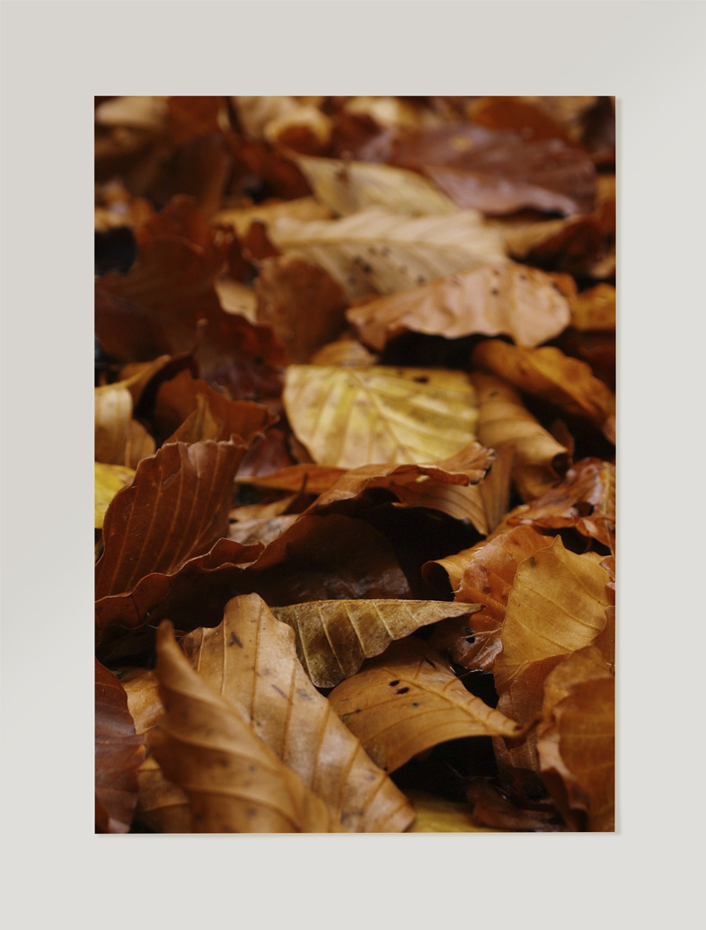 Fotografía colección color